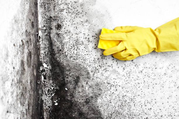 Why You Should Choose Our Mold Remediation Services in Caseyville, IL